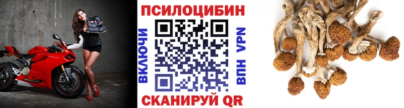 где продают наркотики  Зея  Галлюциногенные грибы Psilocybine cubensis 